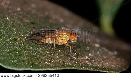 Adult Lauxaniid Fly