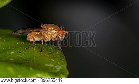 Adult Lauxaniid Fly