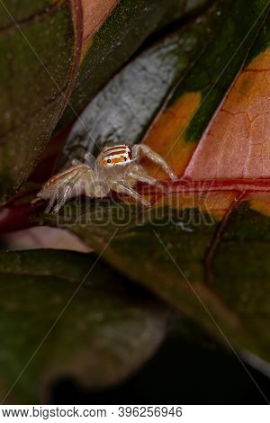 Brazilian Jumping Spider