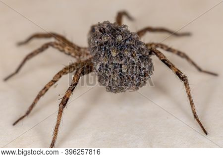 Wolf Spider Carrying The Young In The Abdomen