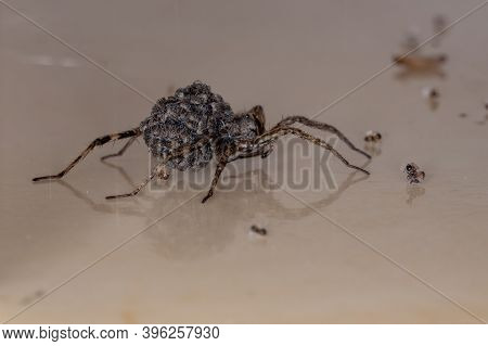 Wolf Spider Carrying The Young In The Abdomen