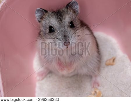 Campbell's Dwarf Hamster