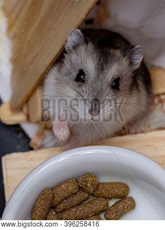 Campbell's Dwarf Hamster