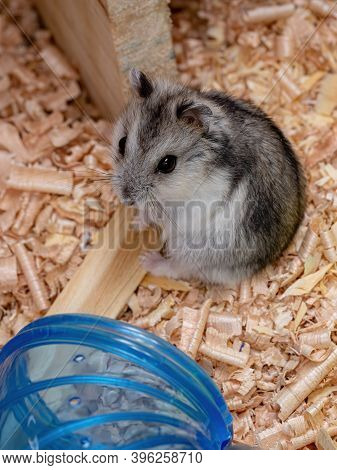 Campbell's Dwarf Hamster