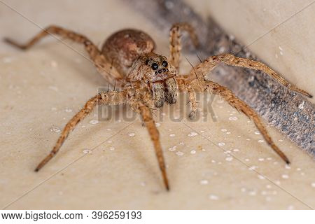 Adult Wolf Spider Of The Family Lycosidae