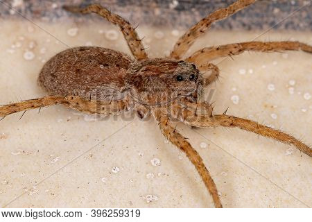 Adult Wolf Spider Of The Family Lycosidae