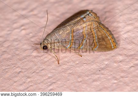 Adult Underwing Moth