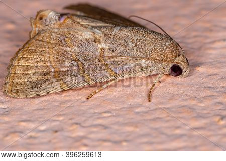 Adult Underwing Moth
