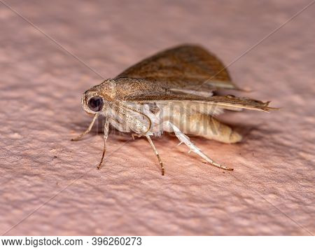 Adult Underwing Moth Of The Species Eulepidotis Caeruleilinea