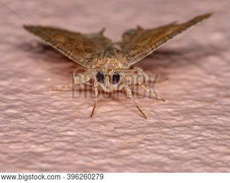 Adult Underwing Moth Of The Species Eulepidotis Caeruleilinea