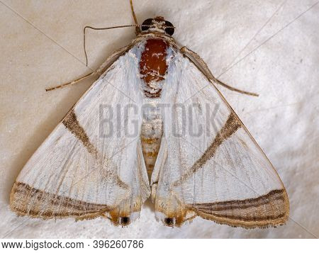 Adult Underwing Moth Of The Genus Eulepidotis