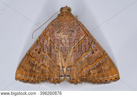 Underwing Moth Of The Species Eulepidotis Caeruleilinea