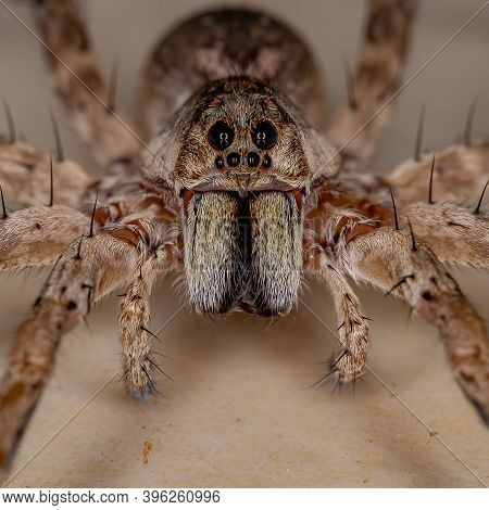 Adult Wolf Spider