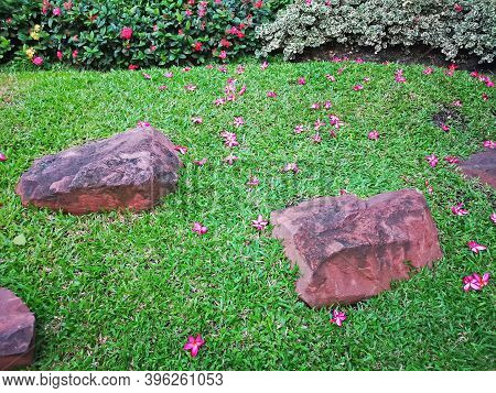 Red Petals Of Plumeria Blooming Fall Down On Green Carpet Grass Lawn Yard In A Garden, Decorated Wit