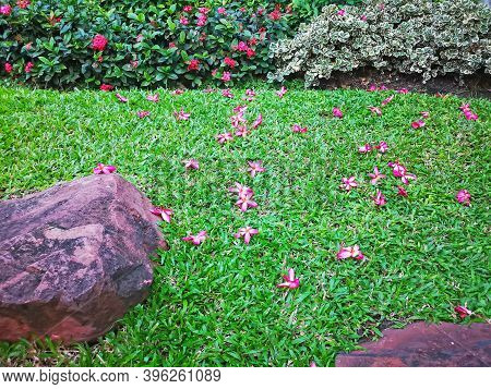 Red Petals Of Plumeria Blooming Fall Down On Green Carpet Grass Lawn Yard In A Garden, Decorated Wit