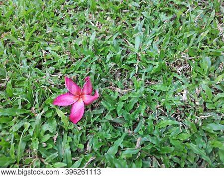 Red Petals Of Plumeria Blooming Fall Down On Green Carpet Grass Lawn Yard Background, This Fragrant 