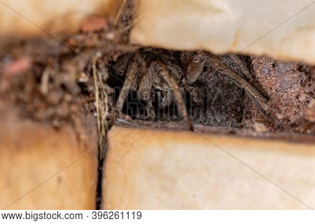 Adult Wolf Spider