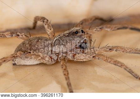 Adult Wolf Spider