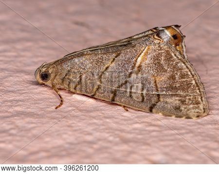 Adult Underwing Moth Of The Genus Eulepidotis