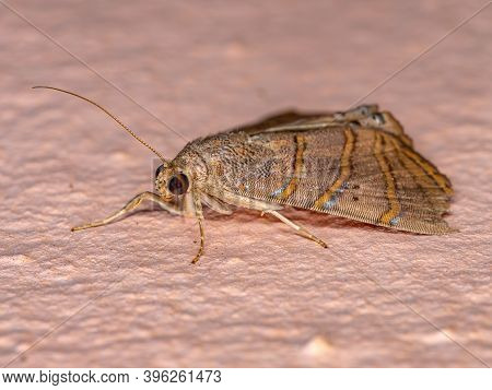 Adult Underwing Moth