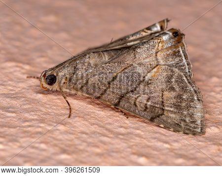 Adult Underwing Moth Of The Genus Eulepidotis