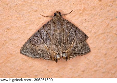 Adult Underwing Moth Of The Genus Eulepidotis