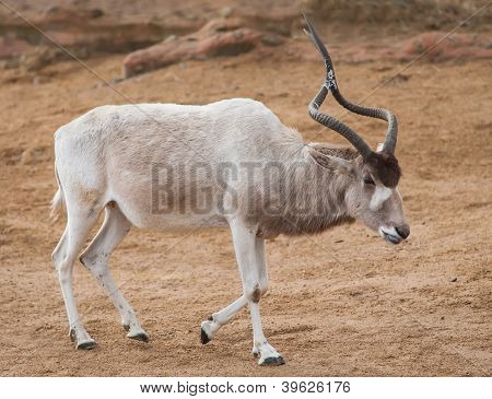 0_addax Or Mendes Antelope.jpg
