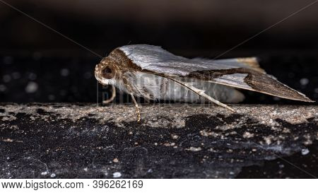 Underwing Moth Of The Species Eulepidotis Dominicata