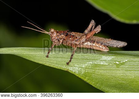 Adult Short-horned Grasshopper