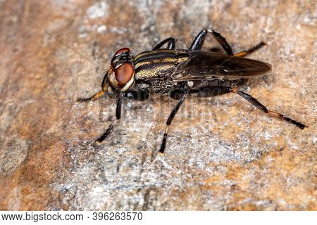 Adult Acalyptrate Fly Of The Family Ropalomeridae