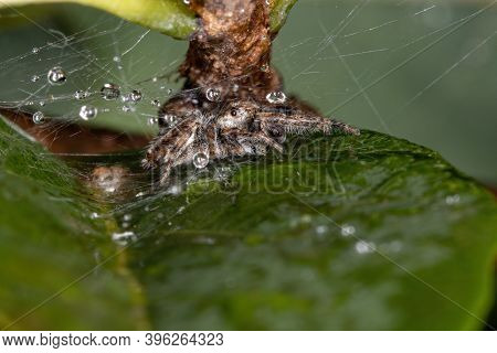 Male Jumping Spider