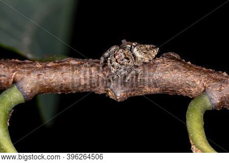 Adult Jumping Spider