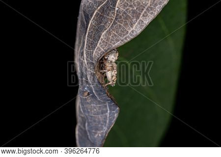 Adult Jumping Spider