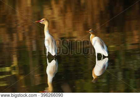 Cattle Egret Are Looking For Food In The Riverbank