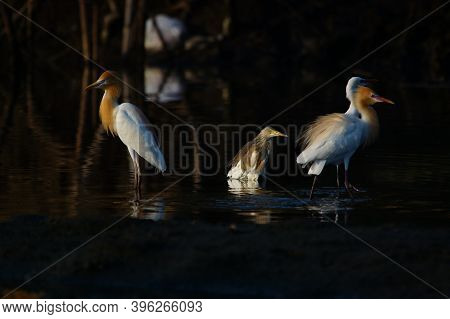 Cattle Egret Are Looking For Food In The Riverbank