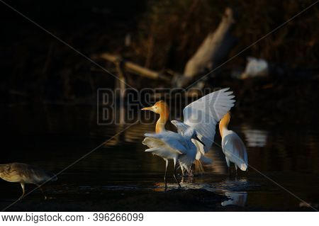 Cattle Egret Are Looking For Food In The Riverbank