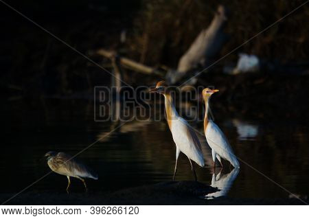 Cattle Egret Are Looking For Food In The Riverbank