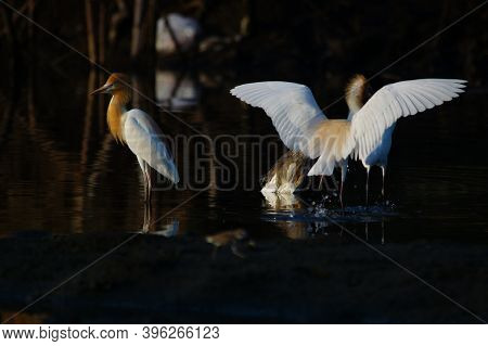 Cattle Egret Are Looking For Food In The Riverbank