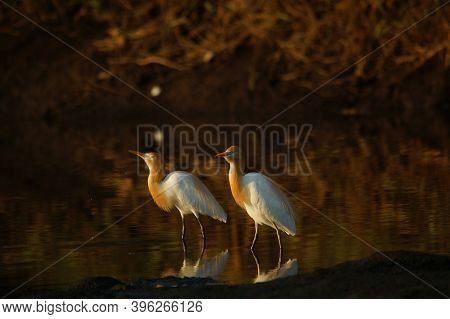 Cattle Egret Are Looking For Food In The Riverbank