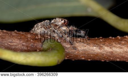 Male Jumping Spider