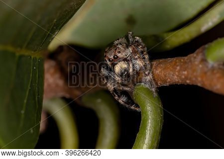 Male Jumping Spider