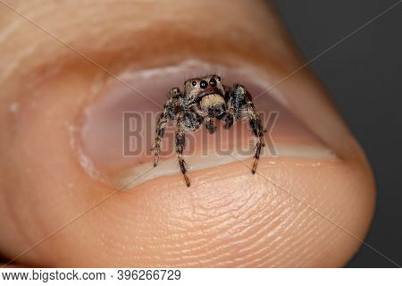 Male Jumping Spider Of The Genus Metaphidippus