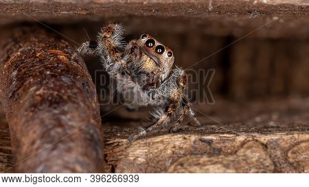 Male Jumping Spider