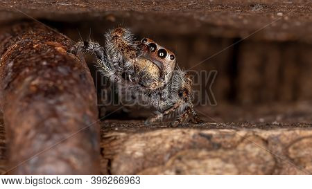 Male Jumping Spider