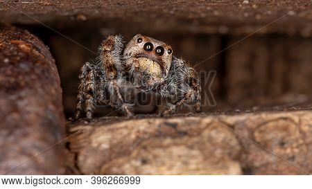 Male Jumping Spider