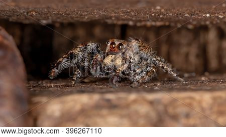 Male Jumping Spider