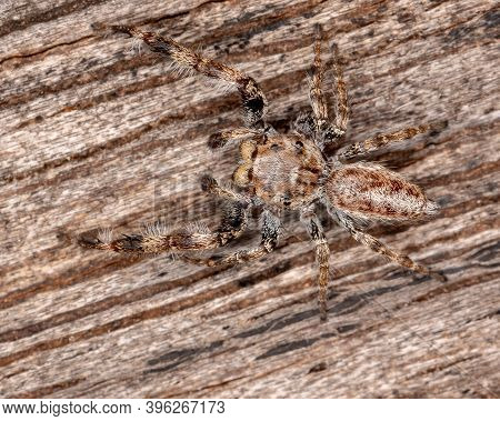 Male Jumping Spider