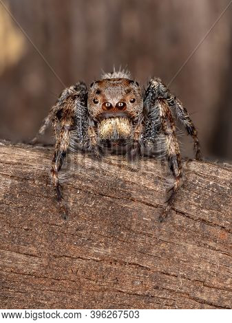 Male Jumping Spider