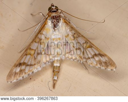Assembly Moth Of The Species Samea Ecclesialis