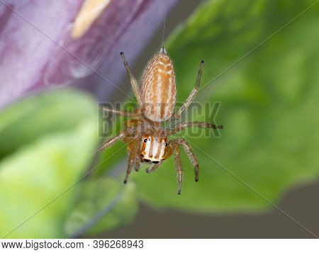 Adult Jumping Spider